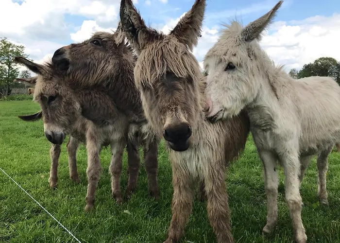 Recreational Farm De Kreitsberg
