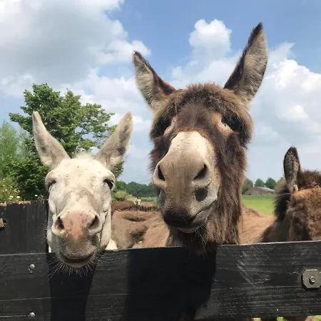 豪华帐篷 Recreational Farm De Kreitsberg 3*