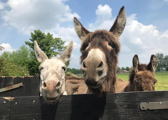 豪华帐篷 Recreational Farm De Kreitsberg 3*